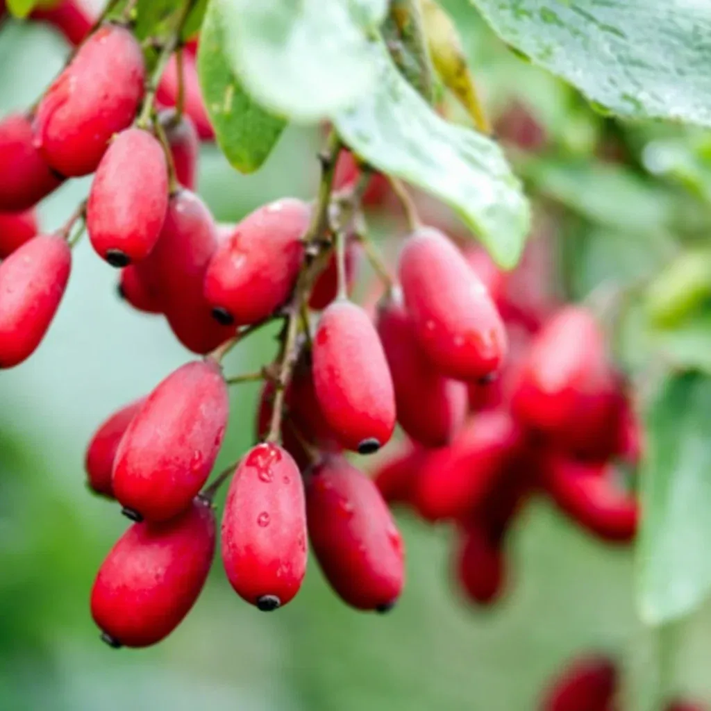 Berberine plant compound associated with Gelatine Sculpt metabolism formula